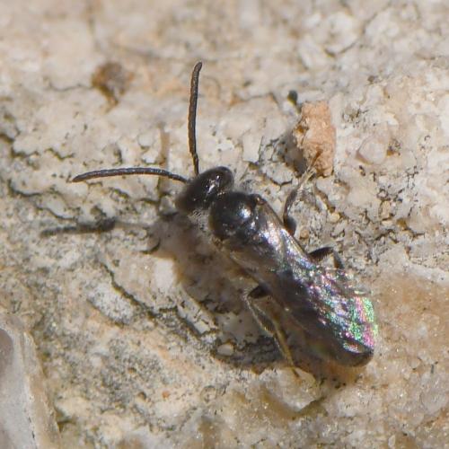 Lasioglossum sp.